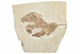 Fossil Leaf (Magnolia?) - France #254331-1